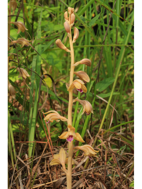 Hexalectris spicata (Spiked crested coralroot) #46614