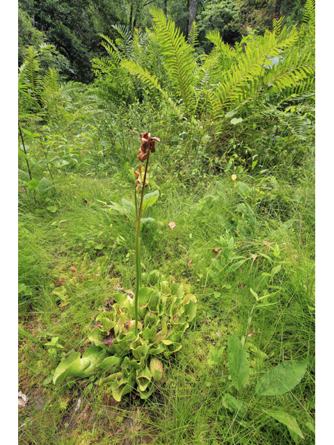 Sarracenia purpurea var. montana (Southern appalachian purple pitcherplant) #46617