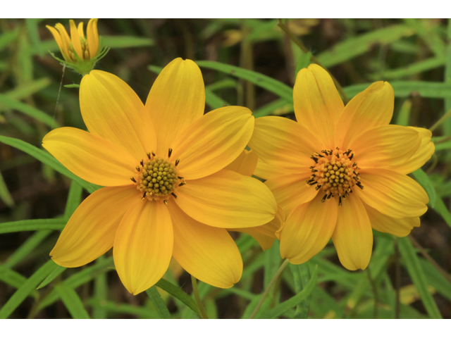 Helianthus porteri (Confederate daisy) #46657