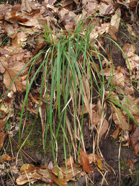 Carex baltzellii (Baltzell's sedge) #47077