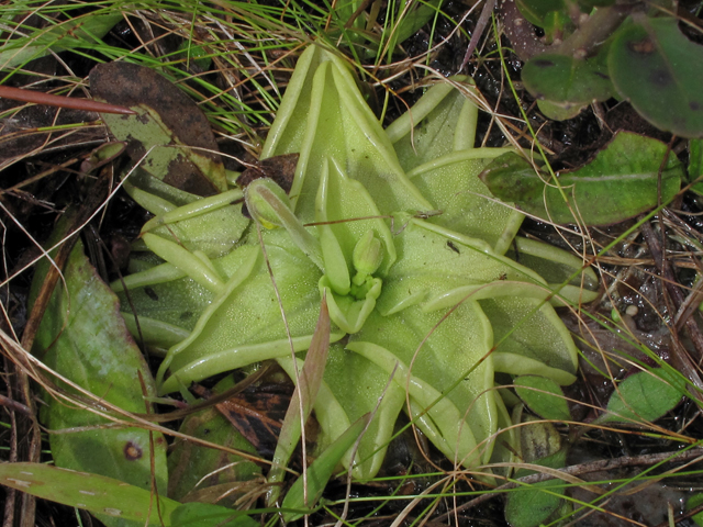 Pinguicula lutea (Yellow butterwort) #47085