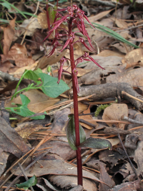 Listera australis (Southern twayblade) #47091