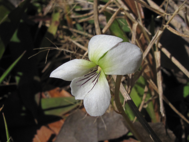 Viola lanceolata (Lance-leaf violet) #47094