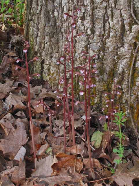Corallorhiza wisteriana (Spring coral-root) #47103
