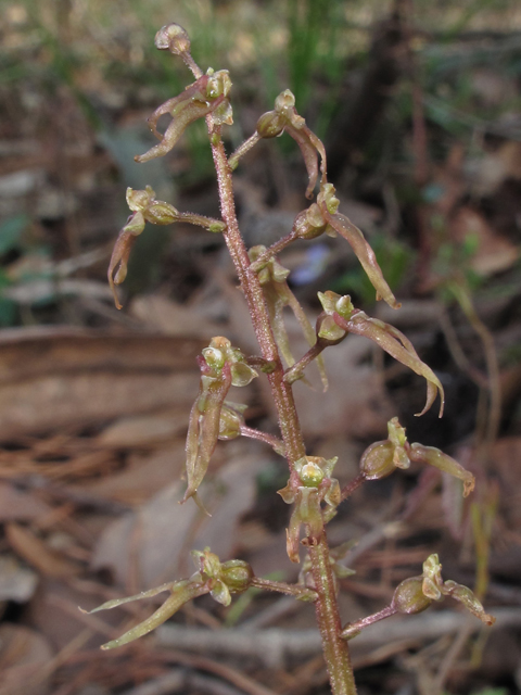 Listera australis (Southern twayblade) #47105