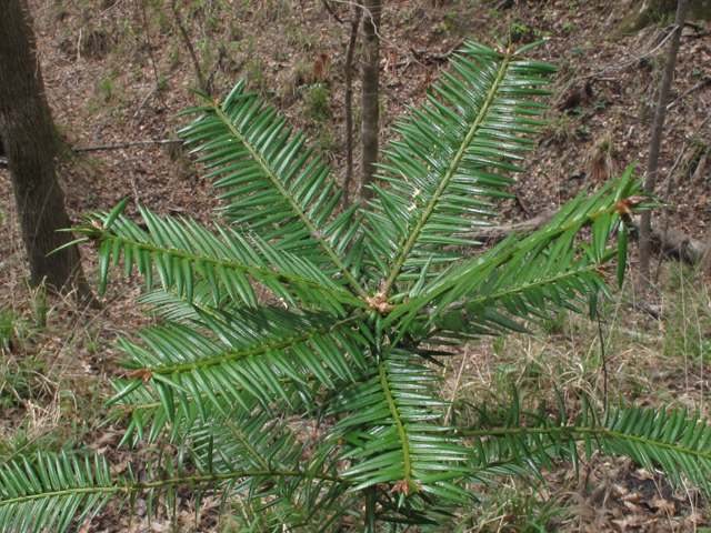 Torreya taxifolia (Florida nutmeg) #47109