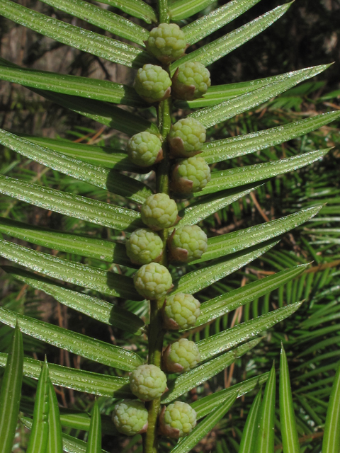Torreya taxifolia (Florida nutmeg) #47110