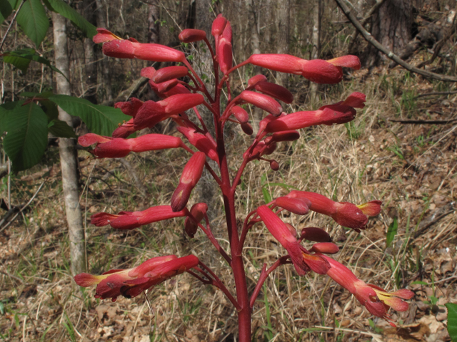 Aesculus pavia (Red buckeye) #47113