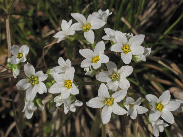 Saxifraga virginiensis var. virginiensis (Early saxifrage) #47123