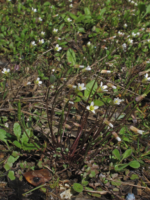 Leavenworthia uniflora (Michaux's gladecress) #47126
