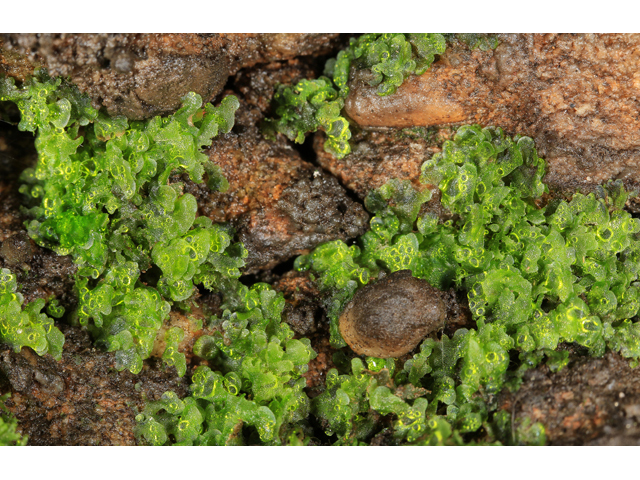 Vittaria appalachiana (Appalachian shoestring fern) #47141