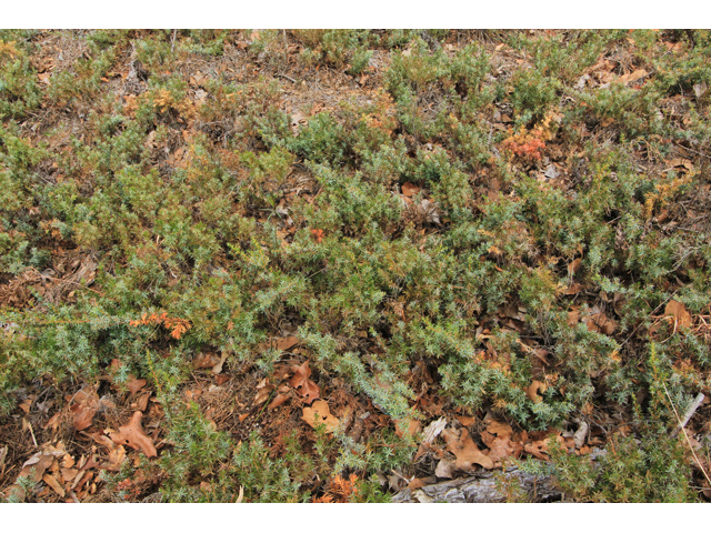 Juniperus communis (Common juniper) #47144