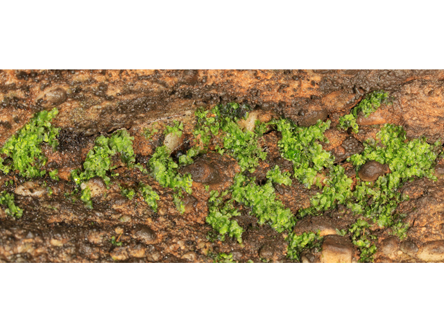 Vittaria appalachiana (Appalachian shoestring fern) #47155