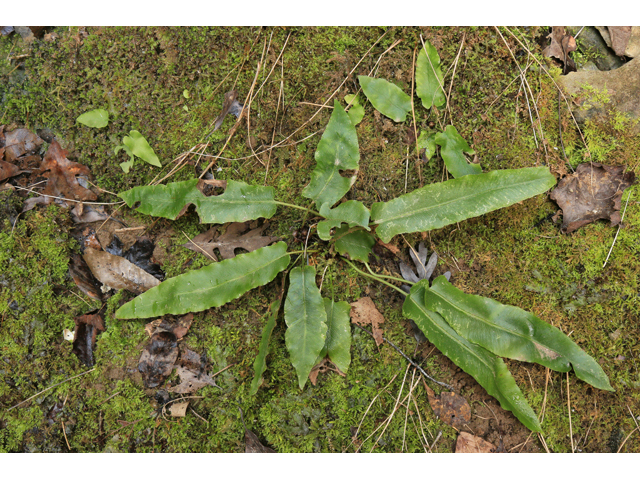 Asplenium scolopendrium var. americanum (American hart's-tongue fern) #47167