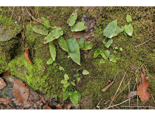 Asplenium scolopendrium var. americanum (American hart's-tongue fern) #47178