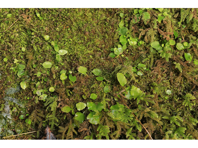 Asplenium scolopendrium var. americanum (American hart's-tongue fern) #47190