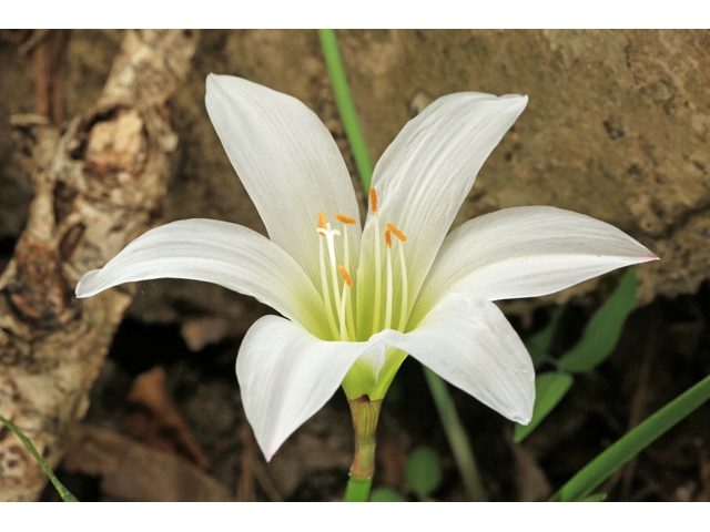 Zephyranthes atamasca (Atamasco lily) #47199