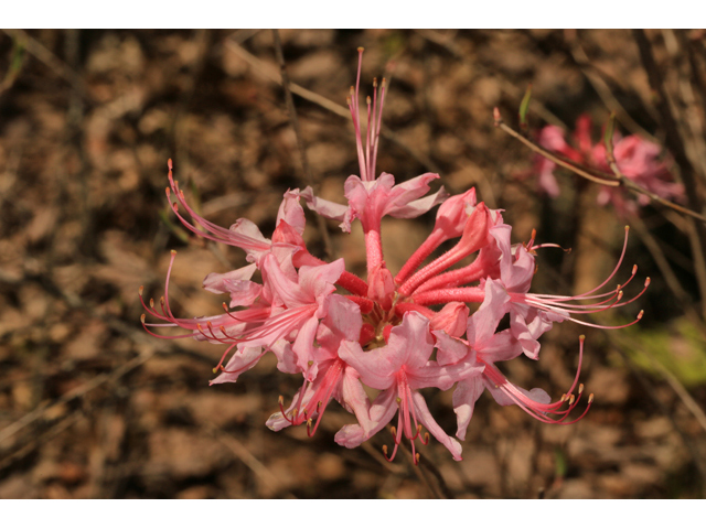 Rhododendron canescens (Mountain azalea) #47202
