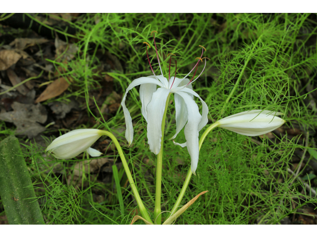 Crinum americanum (American crinum lily) #47208