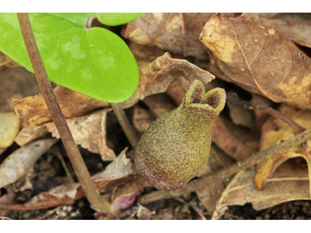 Hexastylis arifolia var. ruthii (Ruth's little brown jug) #47210