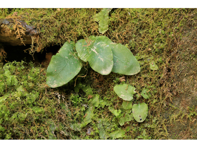 Asplenium scolopendrium var. americanum (American hart's-tongue fern) #47211