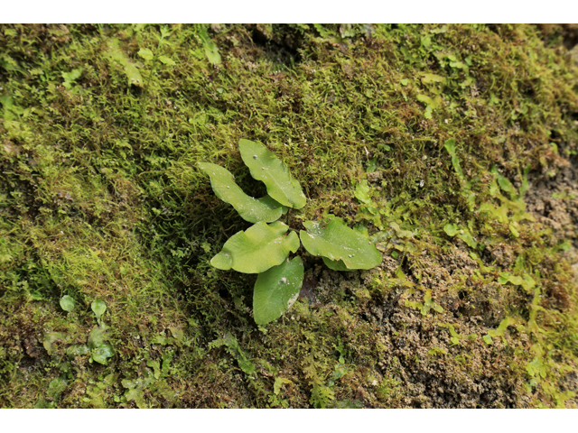 Asplenium scolopendrium var. americanum (American hart's-tongue fern) #47212