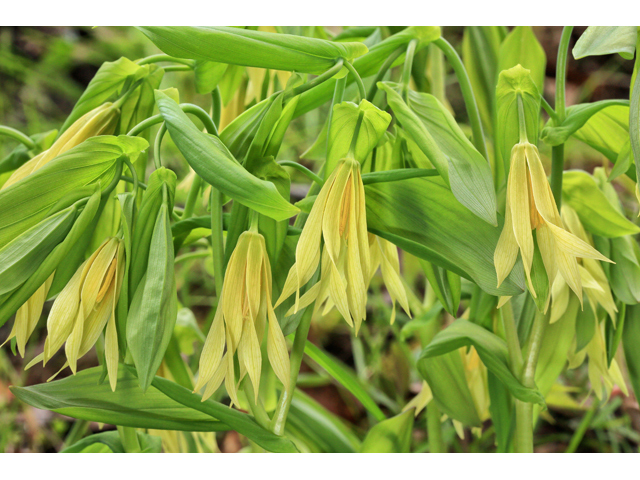 Uvularia grandiflora (Largeflower bellwort) #47223