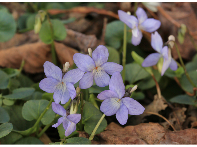 Viola labradorica (Alpine violet) #47228