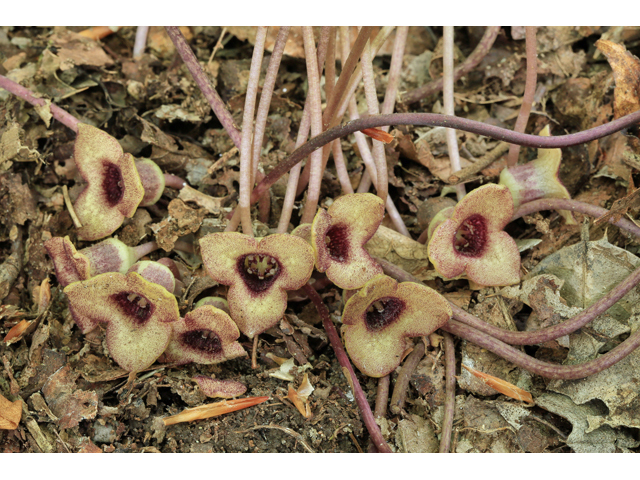 Hexastylis naniflora (Dwarfflower hearleaf) #47232