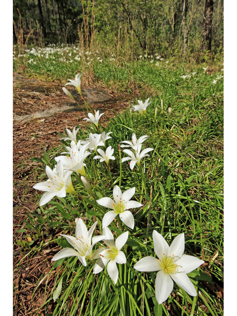 Zephyranthes atamasca (Atamasco lily) #47234