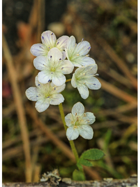 Phacelia dubia (Smallflower phacelia) #47235