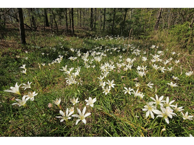 Zephyranthes atamasca (Atamasco lily) #47250