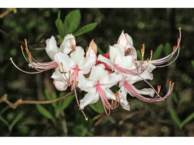 Rhododendron canescens (Mountain azalea) #47251