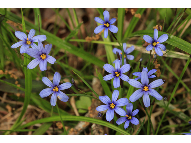 Sisyrinchium atlanticum (Eastern blue-eyed grass) #47254