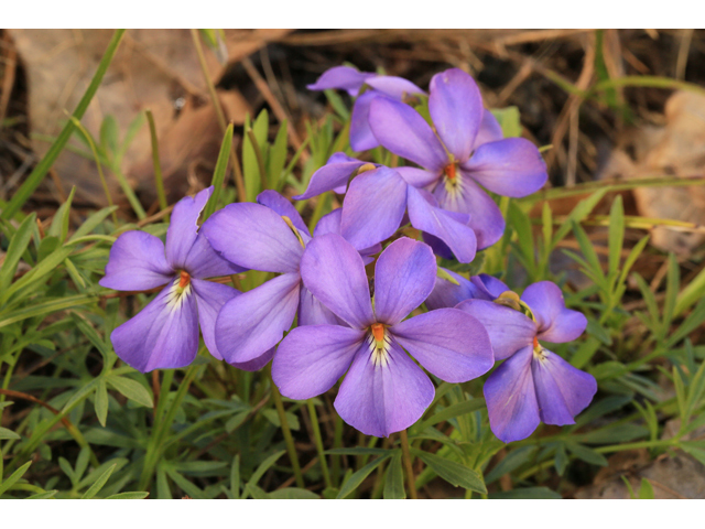 Viola pedata (Birdfoot violet) #47259