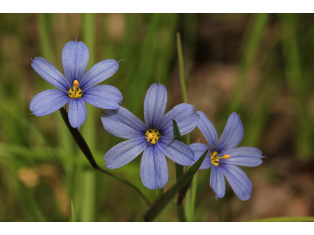 Sisyrinchium atlanticum (Eastern blue-eyed grass) #47275
