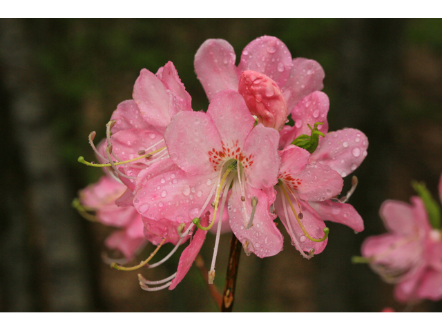 Rhododendron vaseyi (Pinkshell azalea) #47294