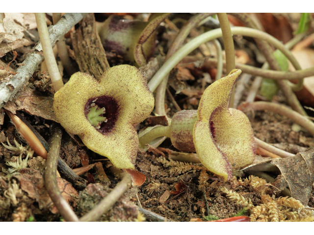 Hexastylis naniflora (Dwarfflower hearleaf) #47296