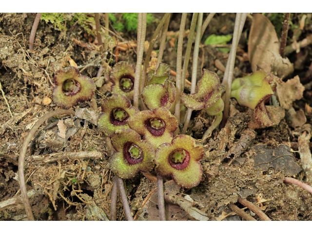 Hexastylis naniflora (Dwarfflower hearleaf) #47299