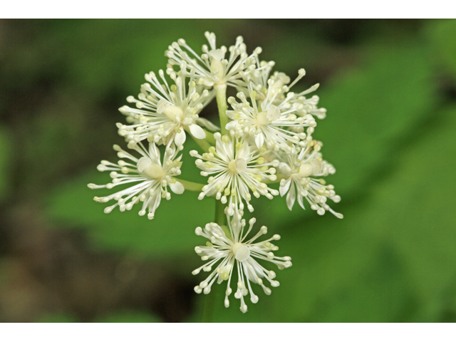 Actaea pachypoda (White baneberry) #47307