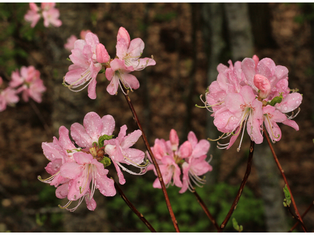 Rhododendron vaseyi (Pinkshell azalea) #47308