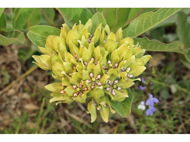 Asclepias viridis (Green milkweed) #47313
