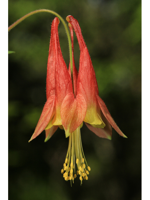 Aquilegia canadensis (Eastern red columbine) #47319