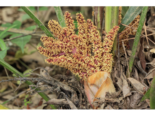 Rhapidophyllum hystrix (Needle palm) #47320
