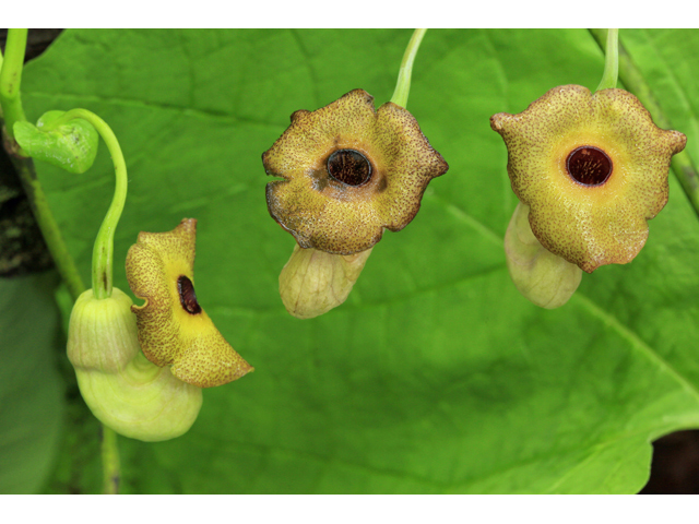 Aristolochia macrophylla (Pipevine) #47322