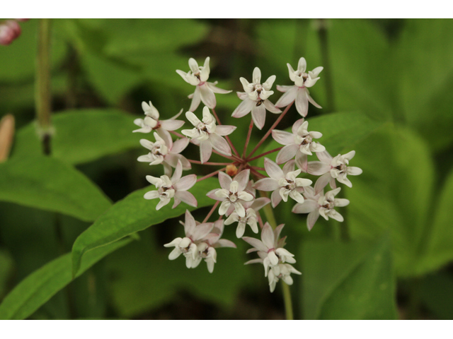 Asclepias quadrifolia (Fourleaf milkweed) #47323