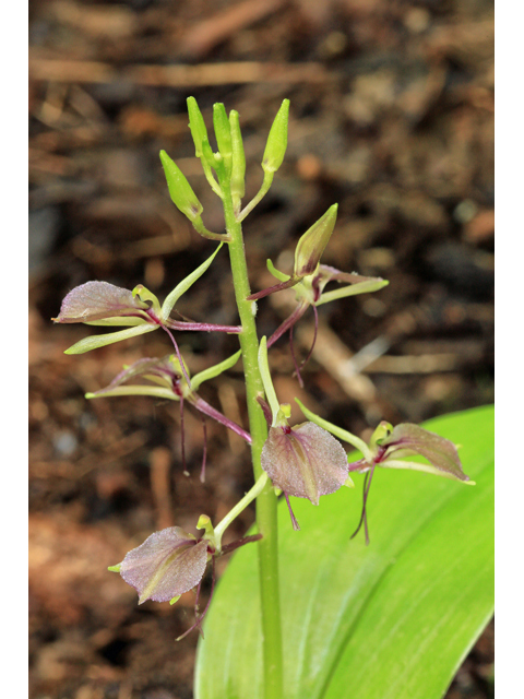Liparis liliifolia (Brown widelip orchid) #47326