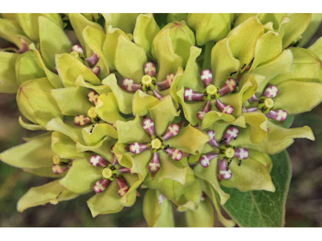 Asclepias viridis (Green milkweed) #47328