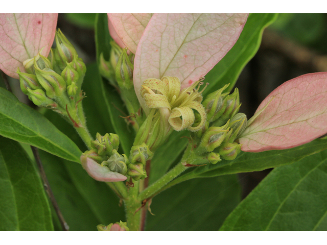 Pinckneya bracteata (Fevertree) #47330