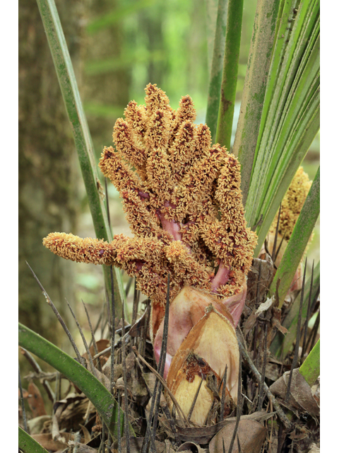 Rhapidophyllum hystrix (Needle palm) #47333